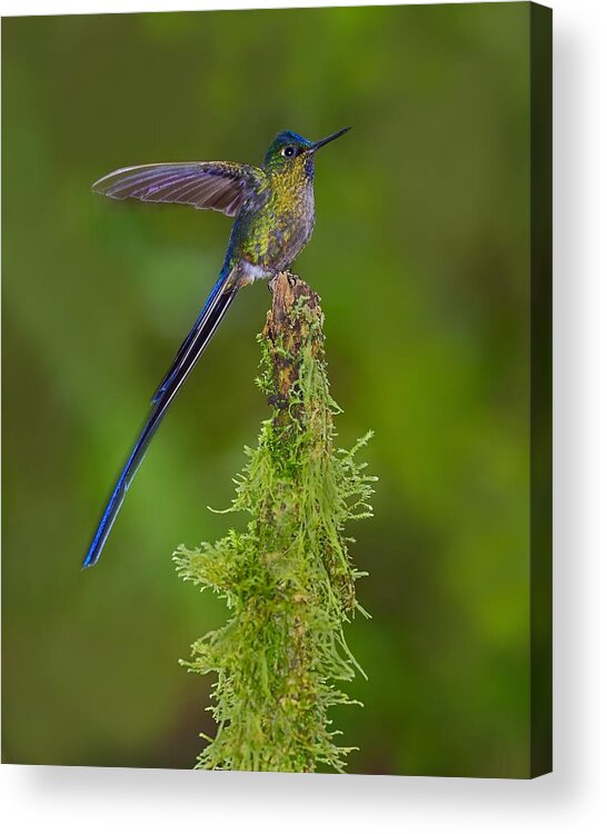 Violet-tailed Sylph Acrylic Print featuring the photograph Cloud Forest Fairy by Tony Beck