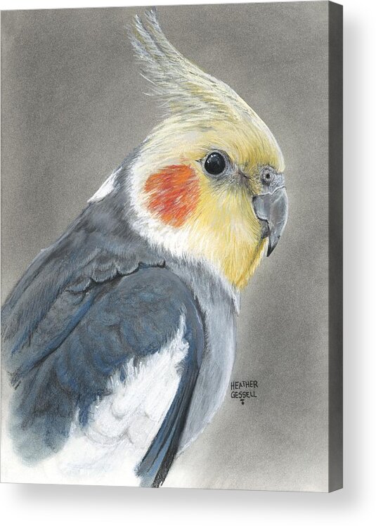 Cockatiel Acrylic Print featuring the pastel Cockatiel by Heather Gessell