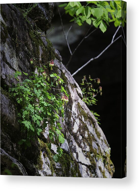 Columbine Acrylic Print featuring the photograph Columbine Flowers on River Rock by Michael Dougherty