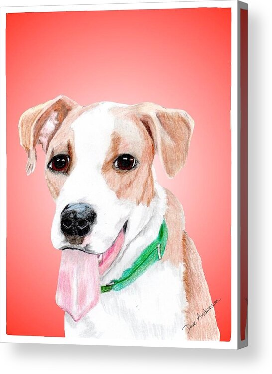 Dog Acrylic Print featuring the drawing Comet a former shelter sweetie by Dave Anderson