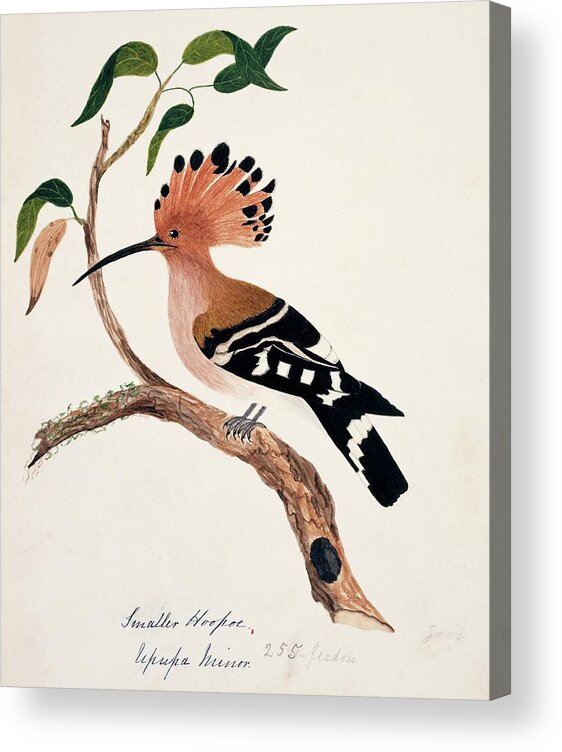 Upupa Epops Acrylic Print featuring the photograph Common Hoopoe by Natural History Museum, London/science Photo Library