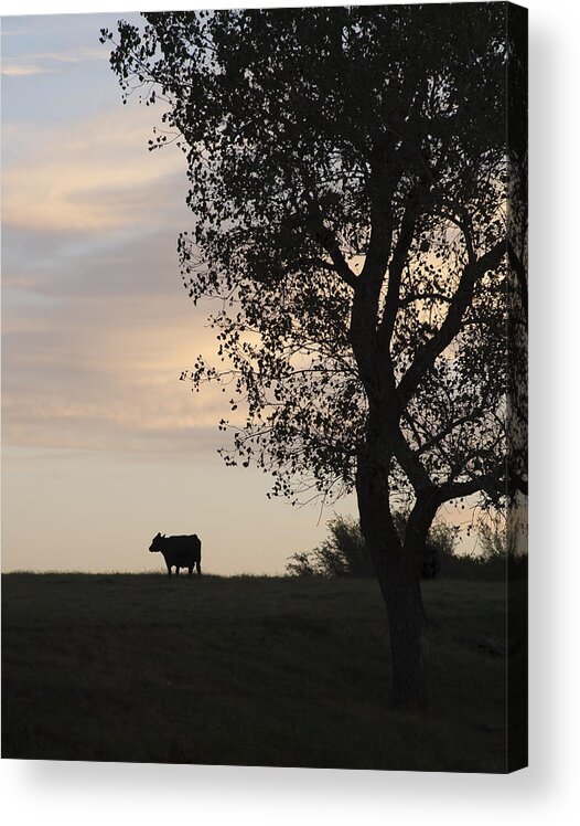 American Acrylic Print featuring the photograph Cow at Last Light by Richard Smith