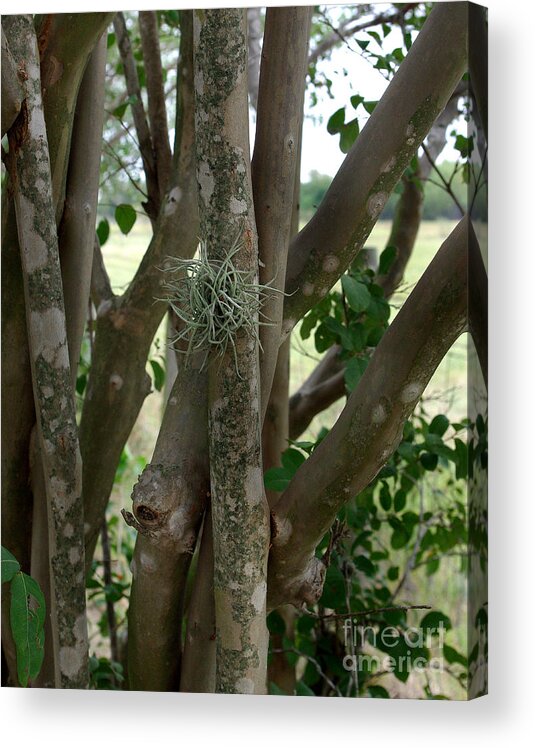 Crape Myrtle Acrylic Print featuring the photograph Crape Myrtle Growth Ball by Peter Piatt