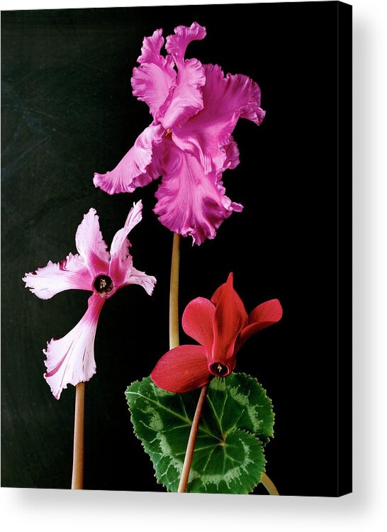 Flowers Acrylic Print featuring the photograph Cyclamen Persicum by Terry Heffernan