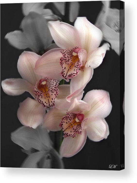 Flowers Acrylic Print featuring the photograph Cymbidium Orchid Pink II Still Life Flower Art Poster by Lily Malor