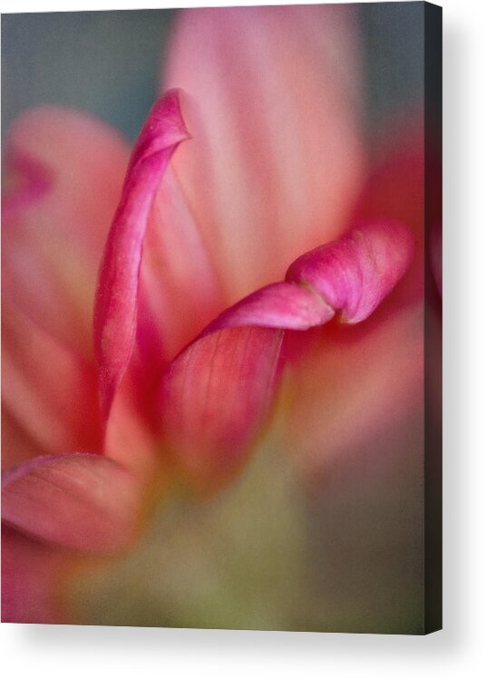 Abstract Acrylic Print featuring the photograph Dahlia Close Up by David and Carol Kelly