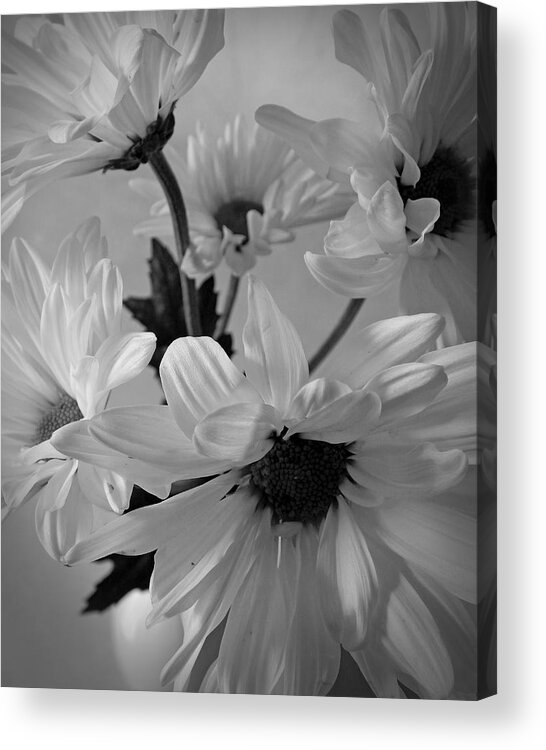 Flowers Acrylic Print featuring the photograph Daisies I Still Life Flower Art Poster by Lily Malor