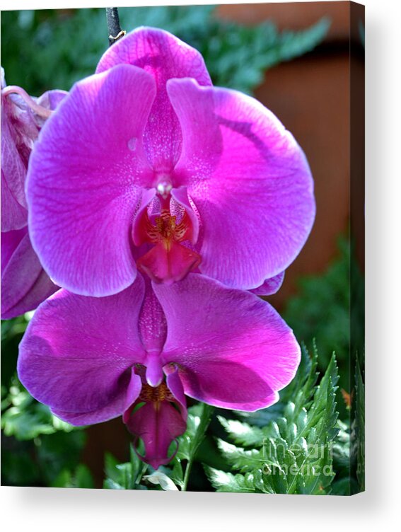 Botanical Acrylic Print featuring the photograph Dark Pink Phalaenopsis Orchid by Eva Thomas