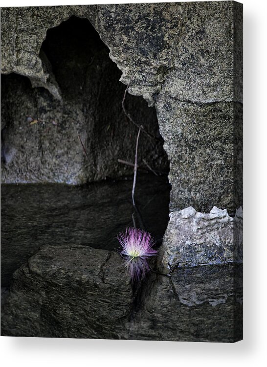 Minimalism Acrylic Print featuring the photograph Dead Flower Floating by Michael Dougherty