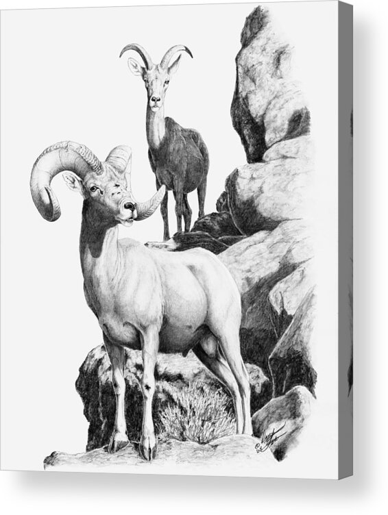 Desert Bighorn Acrylic Print featuring the drawing Desert Bighorns by Darcy Tate