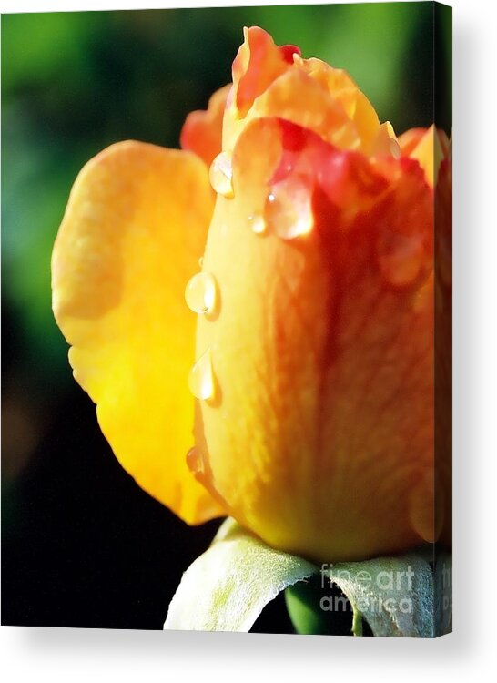 Dew On Rose Acrylic Print featuring the photograph Dew on Rose by Phil Spitze