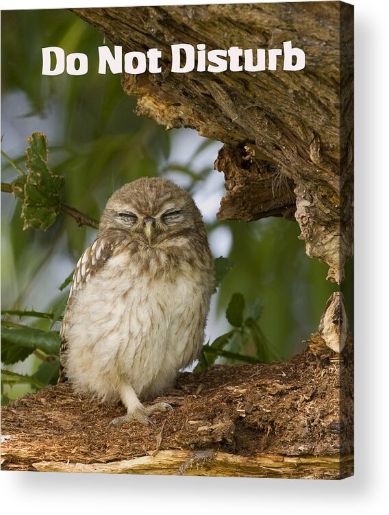 Little Owl Acrylic Print featuring the photograph Do Not Disturb by Paul Scoullar