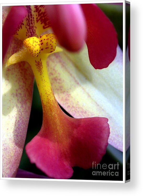 Orchid Acrylic Print featuring the photograph Does anyone have a razor by Angela Murray