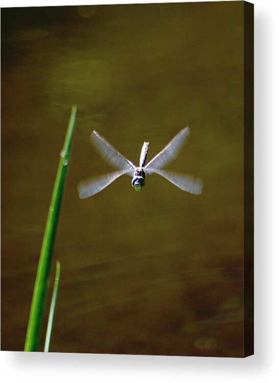 Dragonflies Acrylic Print featuring the photograph Dragonflight by Ben Upham III