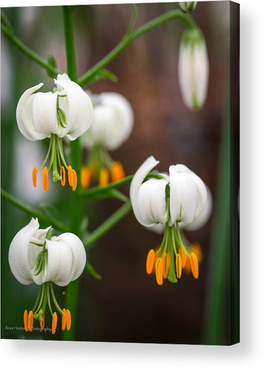 England Acrylic Print featuring the photograph Drops of Spring by Ross Henton