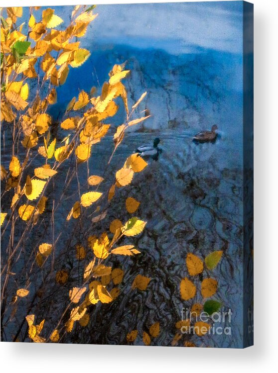 2014 Acrylic Print featuring the photograph Duck Pond in Fall by George Harth