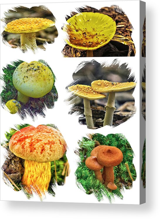 Fungi Acrylic Print featuring the photograph Early August Fungi On Cape Cod by Constantine Gregory