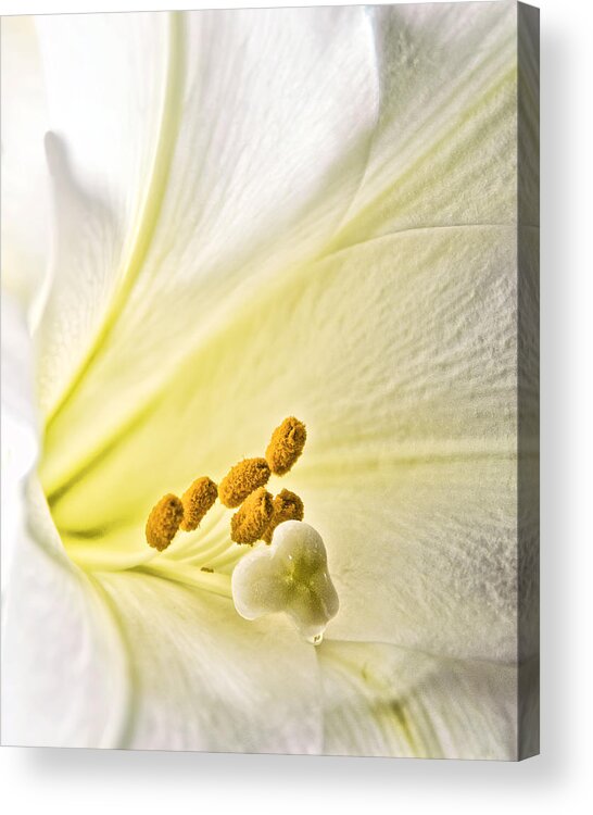 Lily Acrylic Print featuring the photograph Easter Lily by Betty Eich
