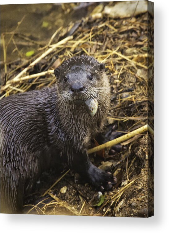 River Otter Acrylic Print featuring the photograph Eatin' My Fish by Michael Dougherty