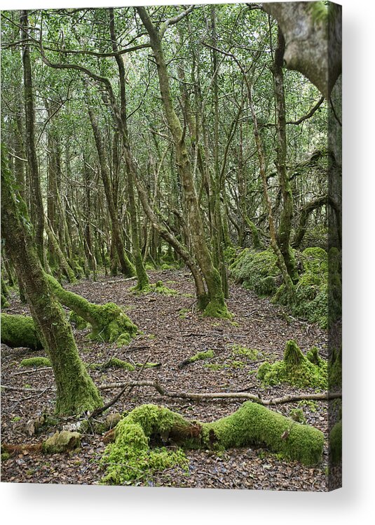 Forest Acrylic Print featuring the photograph Enchanted Forest by Hugh Smith