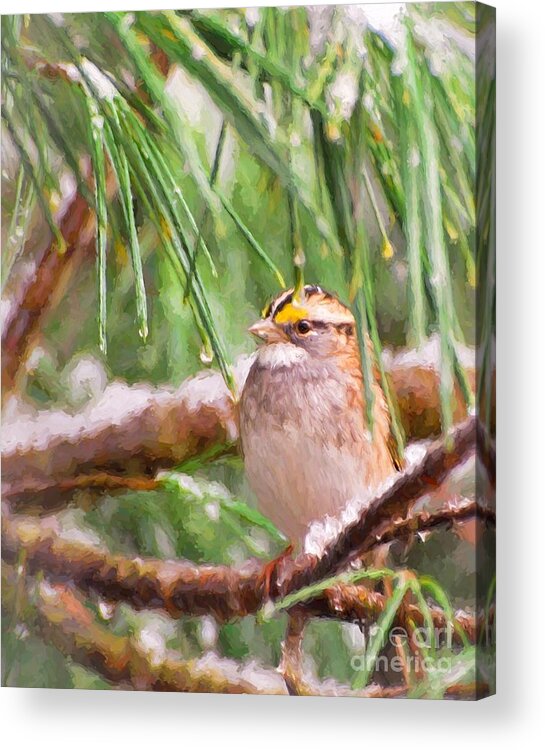 White-throated Sparrow Acrylic Print featuring the photograph Enchanted by Kerri Farley