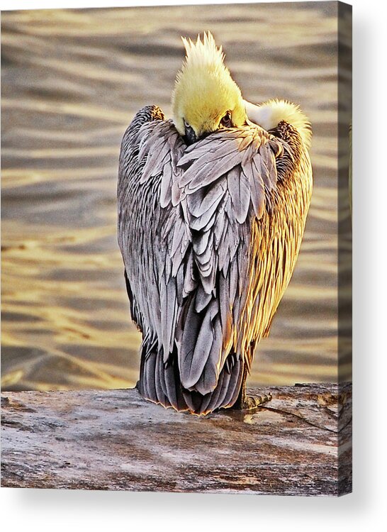 Brown Pelican Acrylic Print featuring the photograph Evil Eye Pelican by Peg Runyan