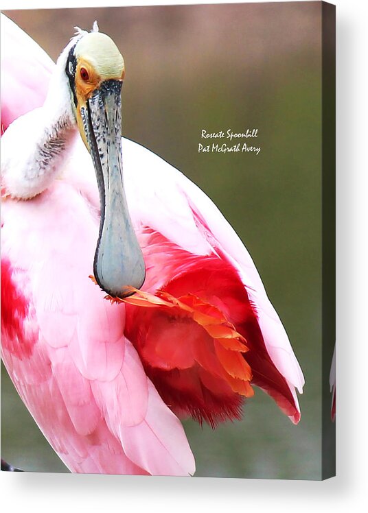 Roseate Spoonbill Acrylic Print featuring the photograph Feather Care by Pat McGrath Avery