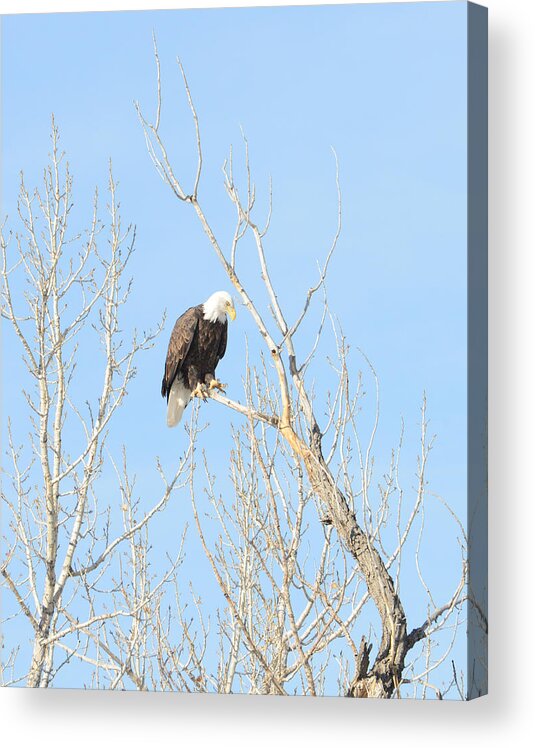  Acrylic Print featuring the photograph Fishing Eagle by David Armstrong