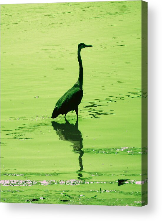 Heron Acrylic Print featuring the photograph Fishing Heron by Laurie Tsemak