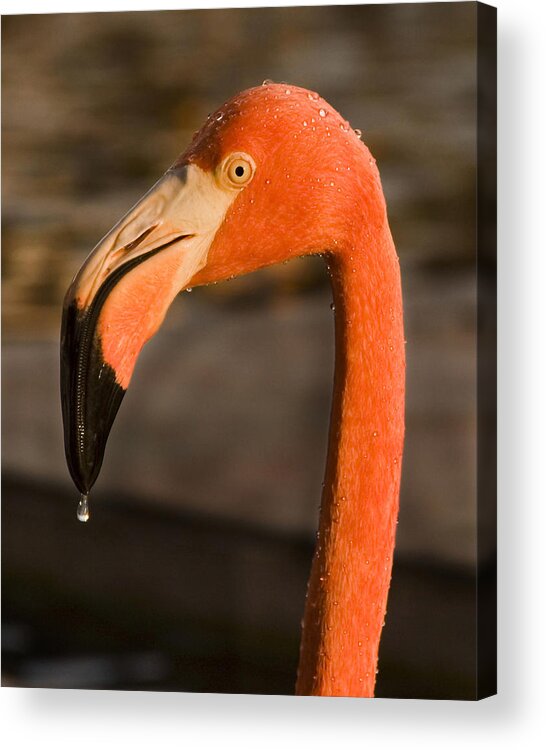 3scape Acrylic Print featuring the photograph Flamingo by Adam Romanowicz