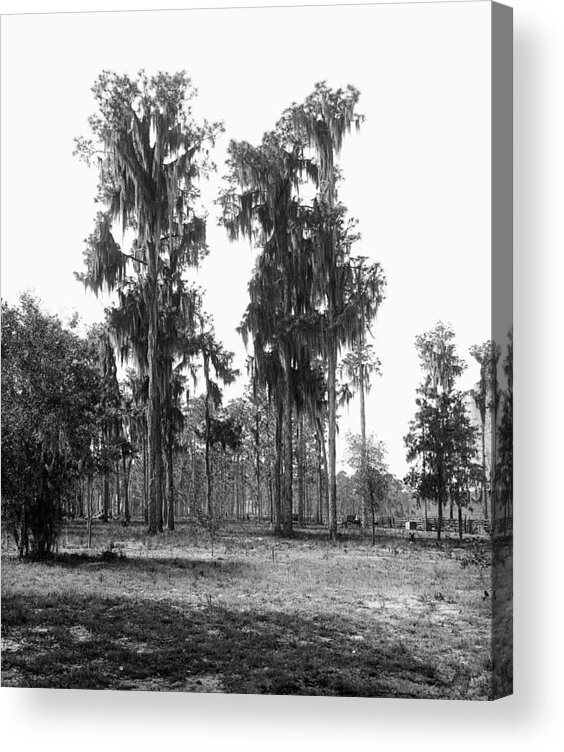 19th Century Acrylic Print featuring the painting Florida Spanish Moss by Granger