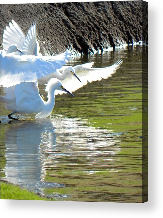 Egret Acrylic Print featuring the photograph Flurry by Deb Halloran