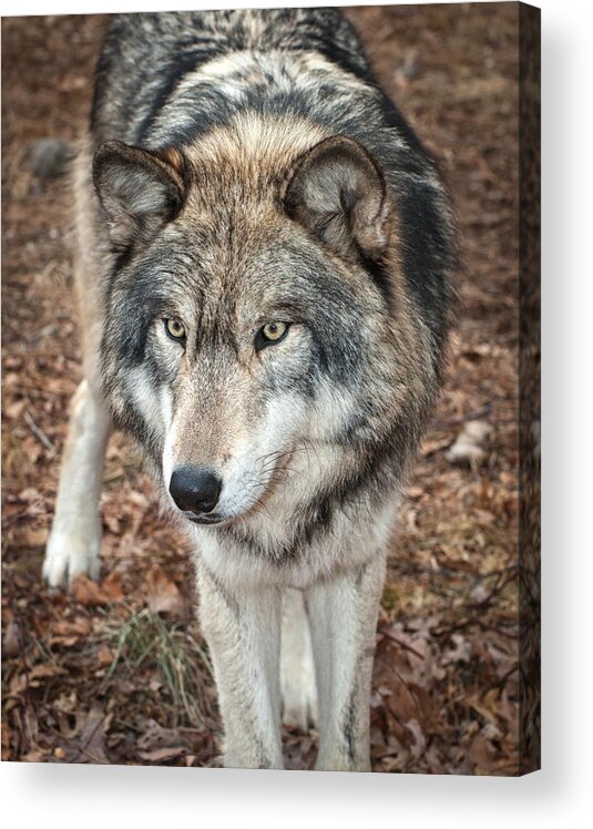 Lakota Wolf Preserve Acrylic Print featuring the photograph Focused by Gary Slawsky