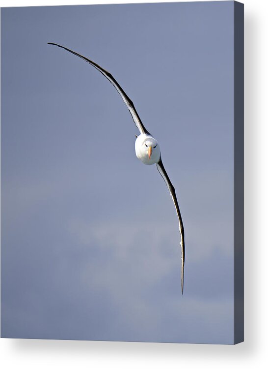 Black-browed Albatross Acrylic Print featuring the photograph Free To Follow by Tony Beck