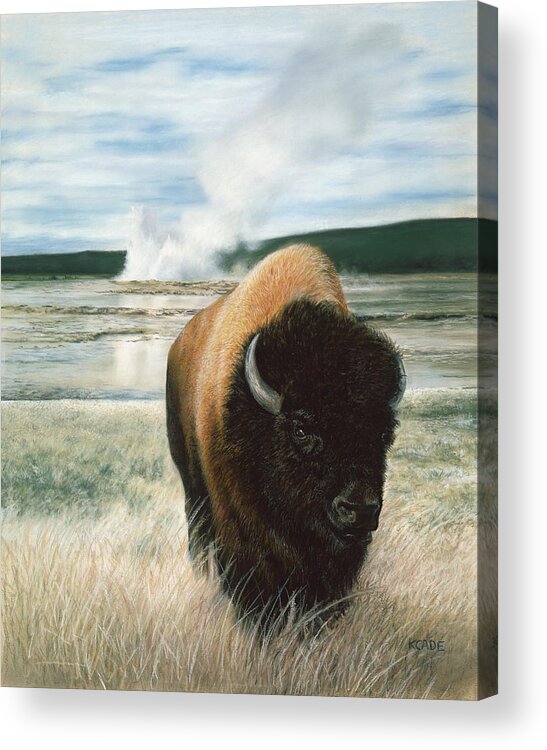 Buffalo Acrylic Print featuring the pastel Free to Roam by Karen Cade