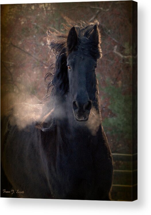 Horses Acrylic Print featuring the photograph Frost by Fran J Scott