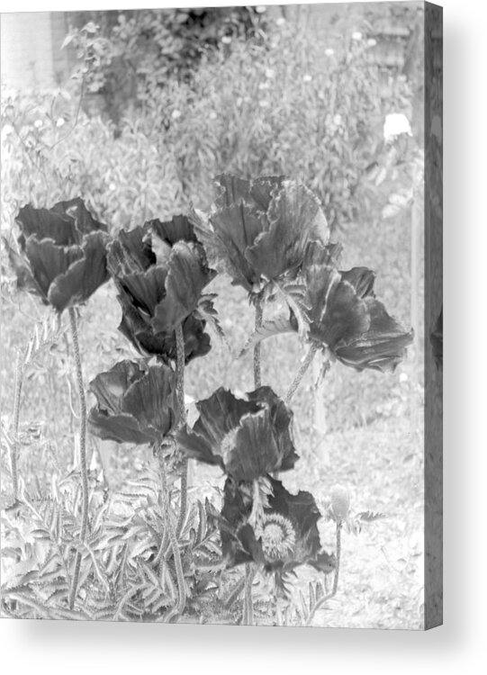 Flower Acrylic Print featuring the photograph Garden Beauty by William Haggart