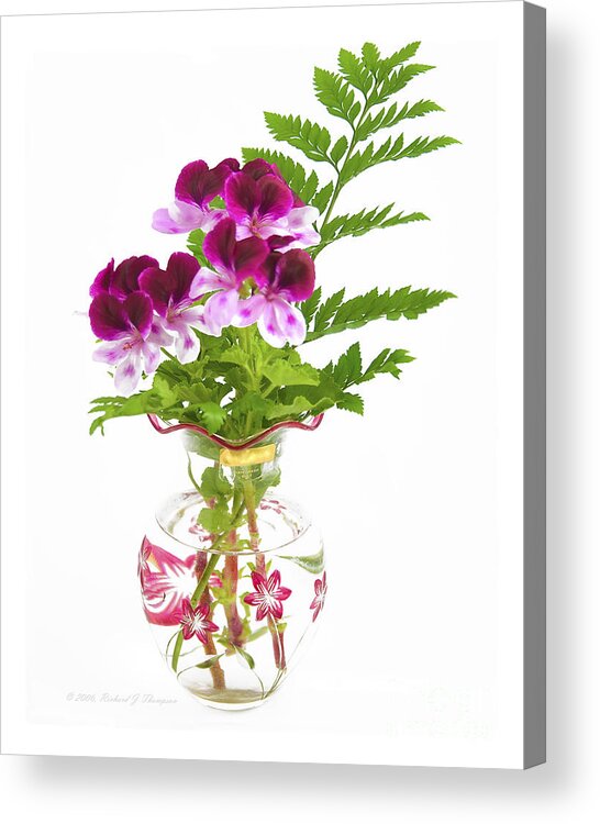 Color Acrylic Print featuring the photograph Geranium 'Witchwood' by Richard J Thompson 