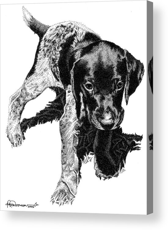 Dog Acrylic Print featuring the drawing German Shorthair by Rob Christensen