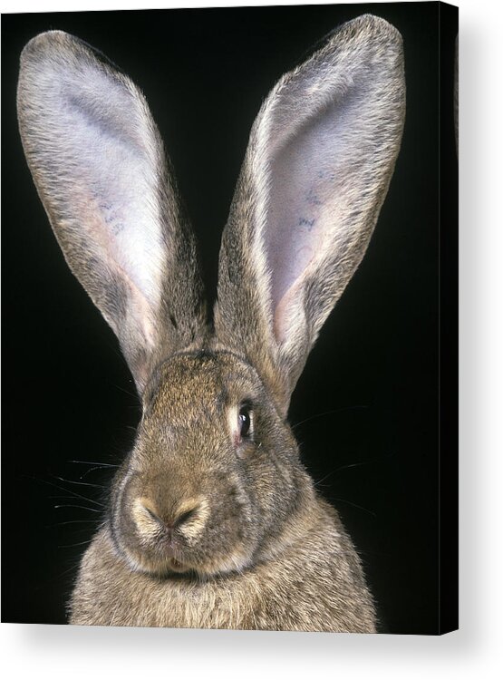 Giant Flemish Rabbit Acrylic Print featuring the photograph Giant Flemish Rabbit by Jean-Michel Labat