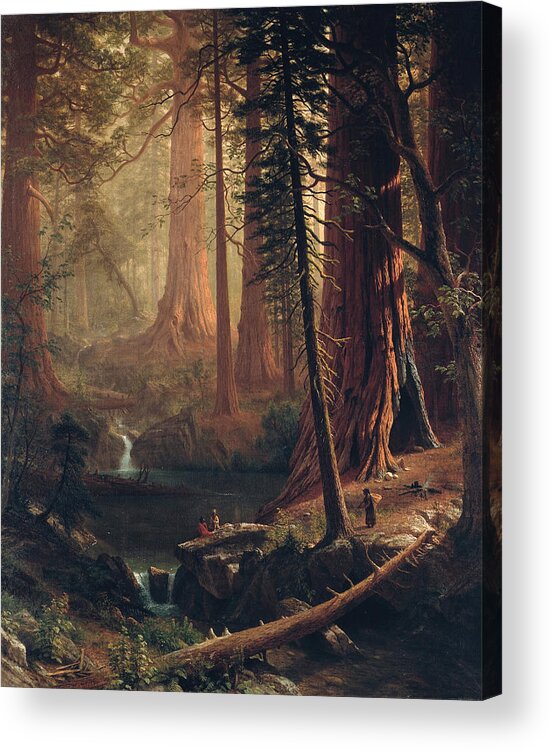  Albert Bierstadt Acrylic Print featuring the painting Giant Redwood Trees of California by Albert Bierstadt