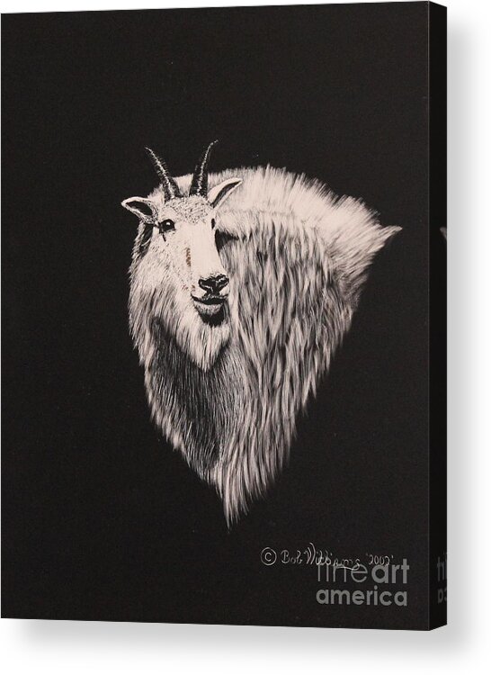 Black And White Acrylic Print featuring the painting Glacier Park Goat by Bob Williams