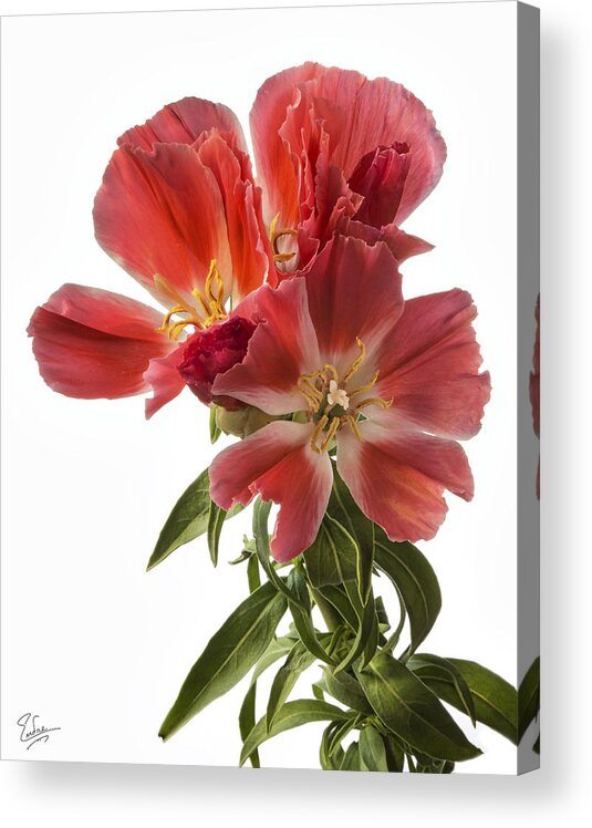 Flower Acrylic Print featuring the photograph Godacia by Endre Balogh