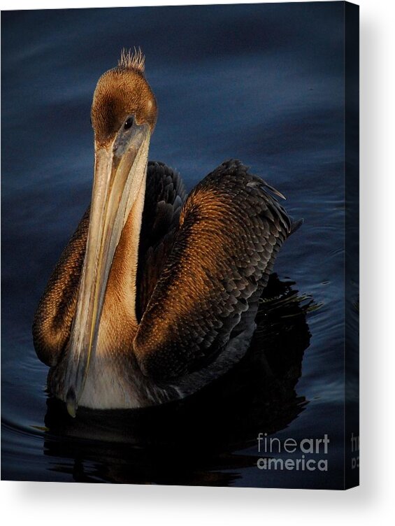 Pelican Acrylic Print featuring the photograph Golden Beauty by Quinn Sedam