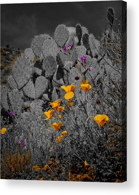 Arizona Acrylic Print featuring the photograph Golden Poppies by Jim Painter