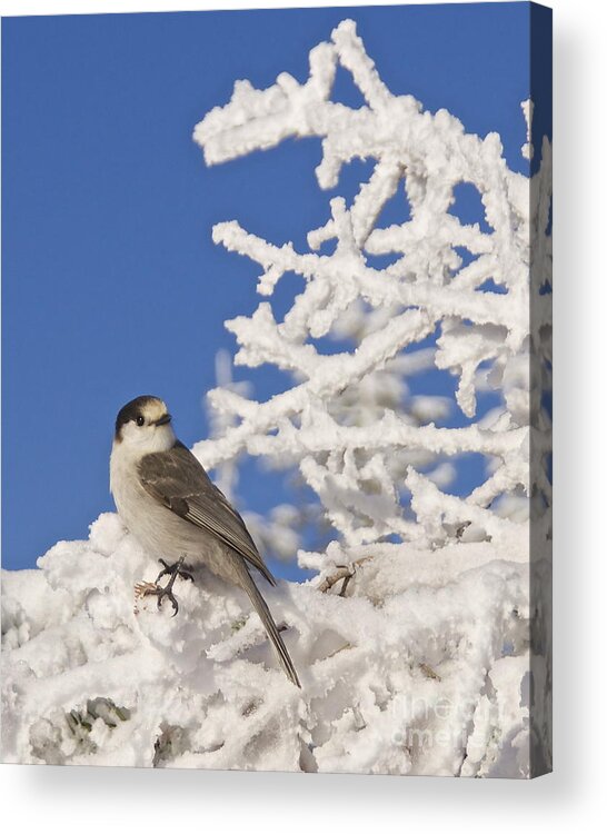 Photography Acrylic Print featuring the photograph Gray Jay 4 by Sean Griffin