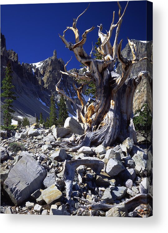 National Park Acrylic Print featuring the photograph Great Basin Bristlecone by Ray Mathis