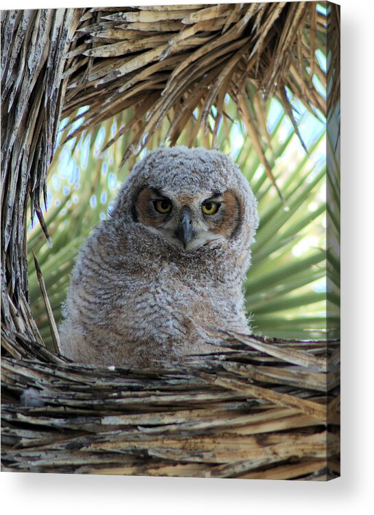 Horned Owl Acrylic Print featuring the photograph Great Horned Owl 1 by Patricia Quandel