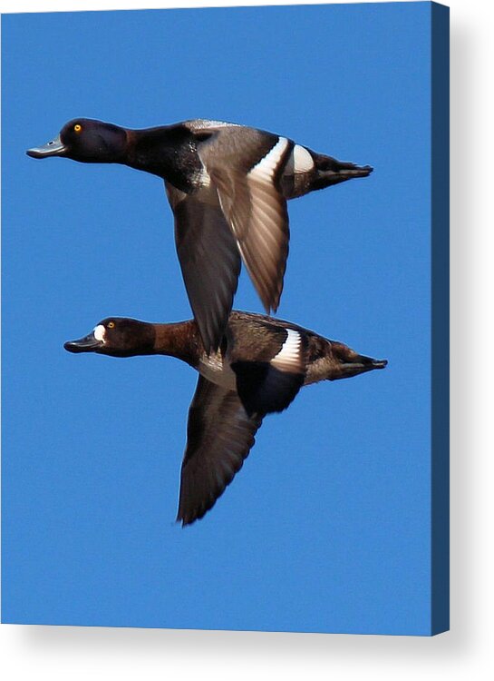 Greater Scaup Ducks Acrylic Print featuring the photograph Greater Scaup Pair Flight by John Dart