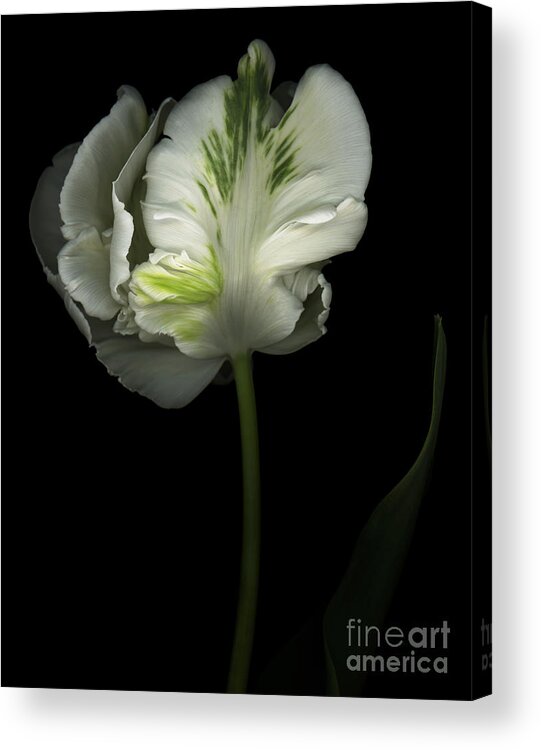 Parrot Tulip Acrylic Print featuring the photograph Green and White Parrot Tulip by Oscar Gutierrez